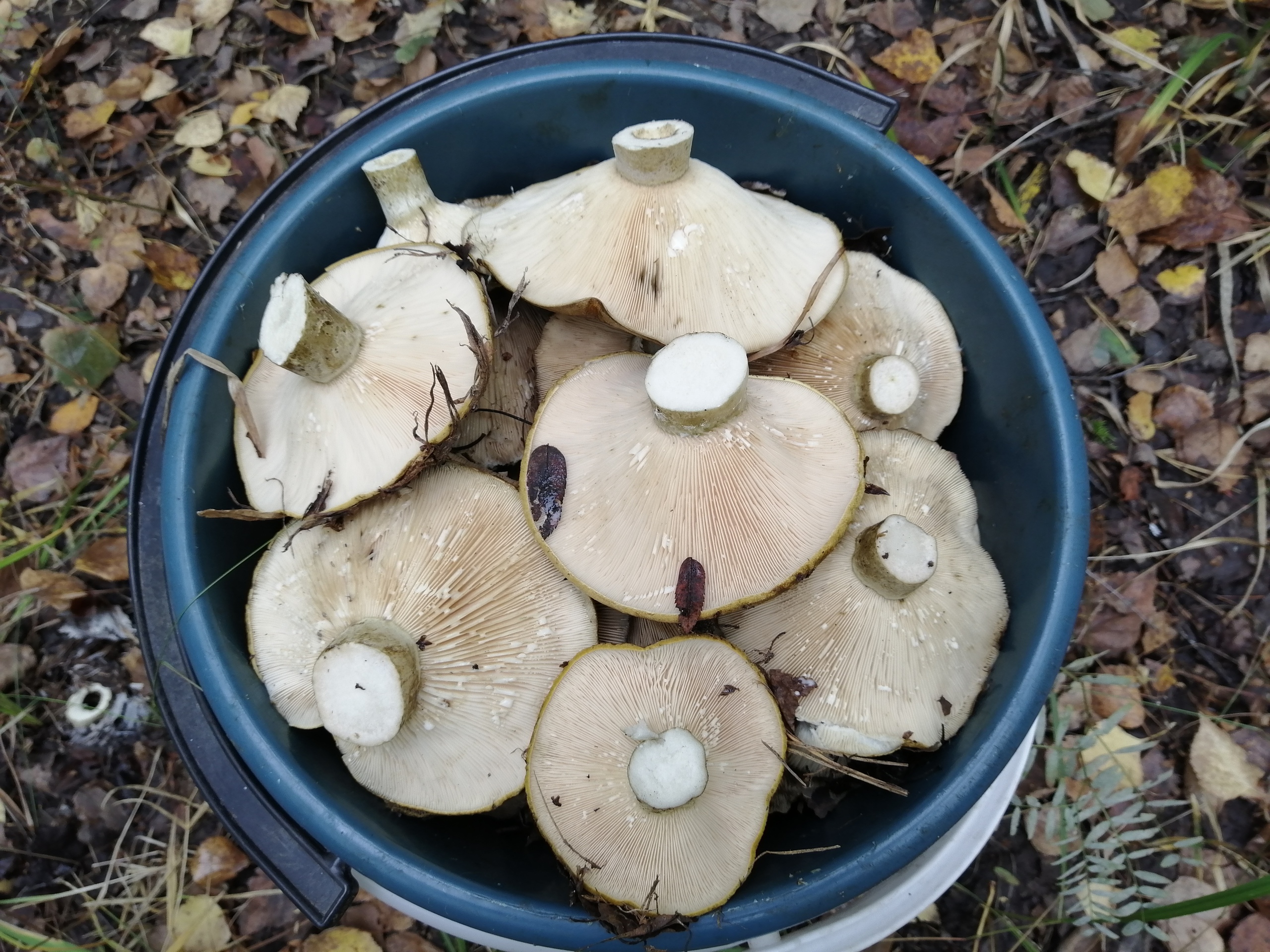 Съедобные грибы Пензенской области