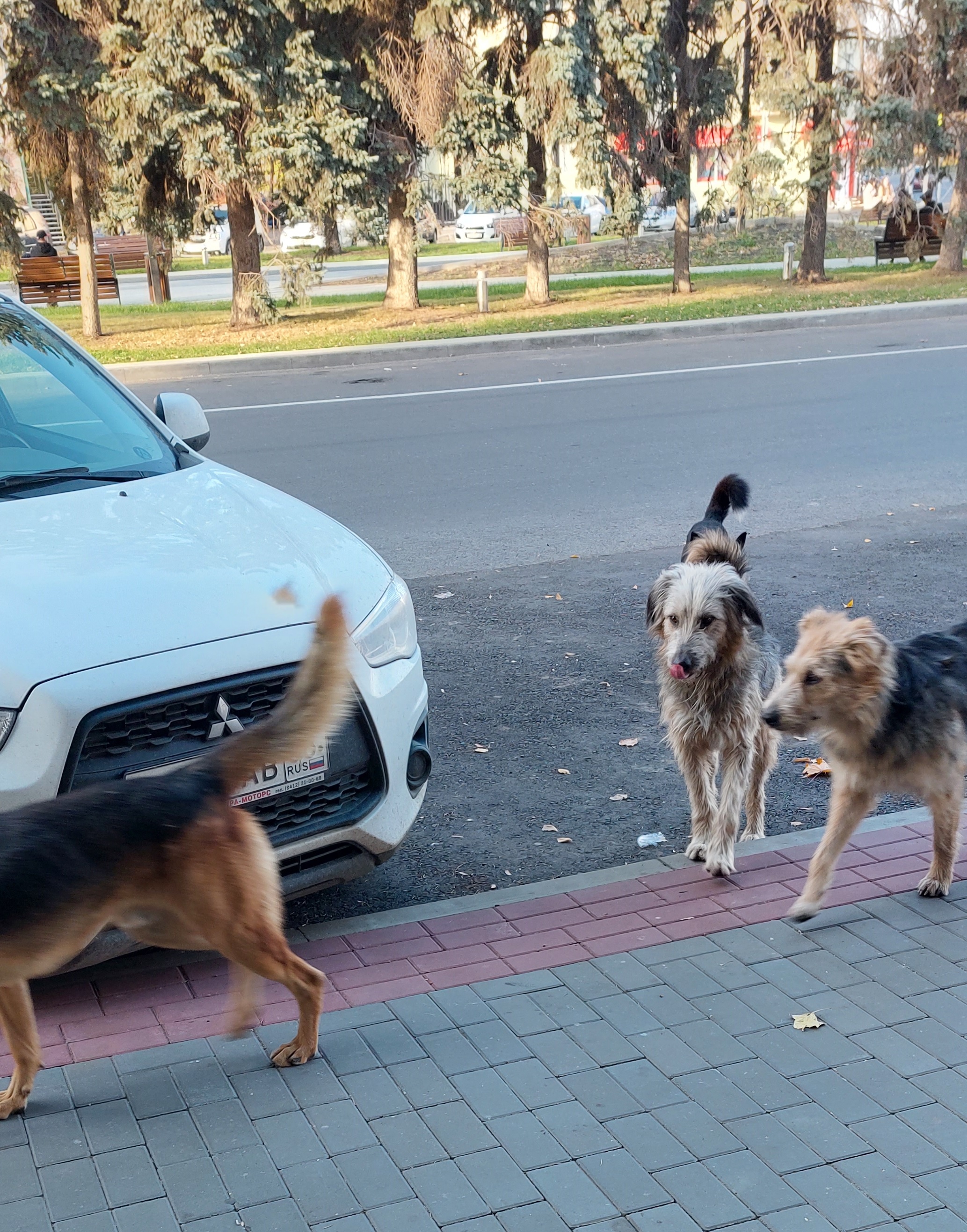 Жителей Пензы напугала стая собак, бродящая по центру города | 18.10.2021 |  Пенза - БезФормата