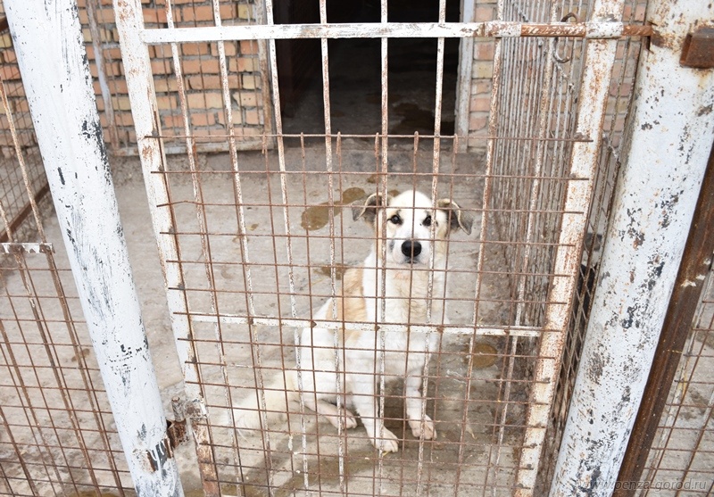 Приют пенза. Питомец Пенза приют. Приют для собак Пенза. Пензенский приют для животных. Приют для бездомных животных Пенза.