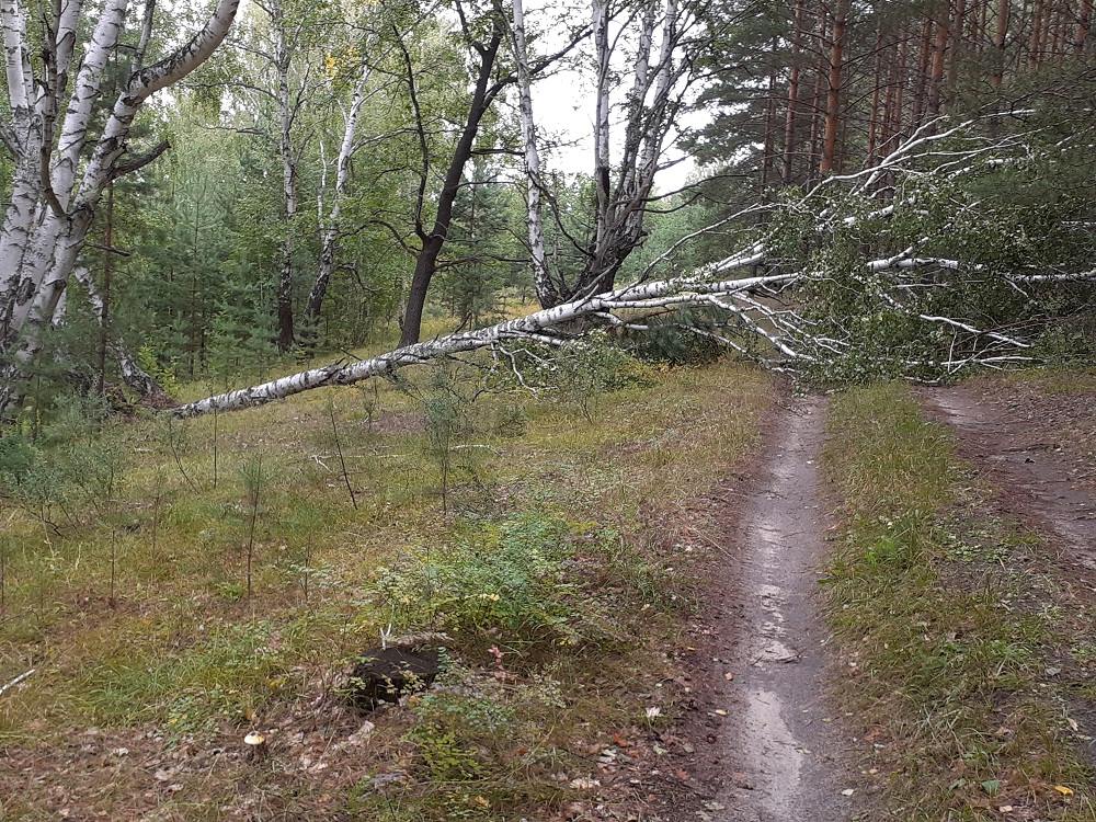 Грибники напуганные приближающейся. Частый лес. Поселок Лесной Пенза. Потерялся в лесу в Кинельском районе. Ушел в лес.