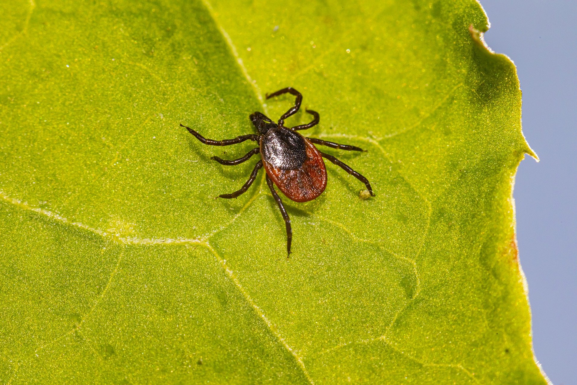 Клещ фото для детей. Клещ Ixodes Ricinus. Черноногий клещ (Ixodes scapularis). Ixodes Ricinus - клещ собачий черноногий.. Ixodes dammini.