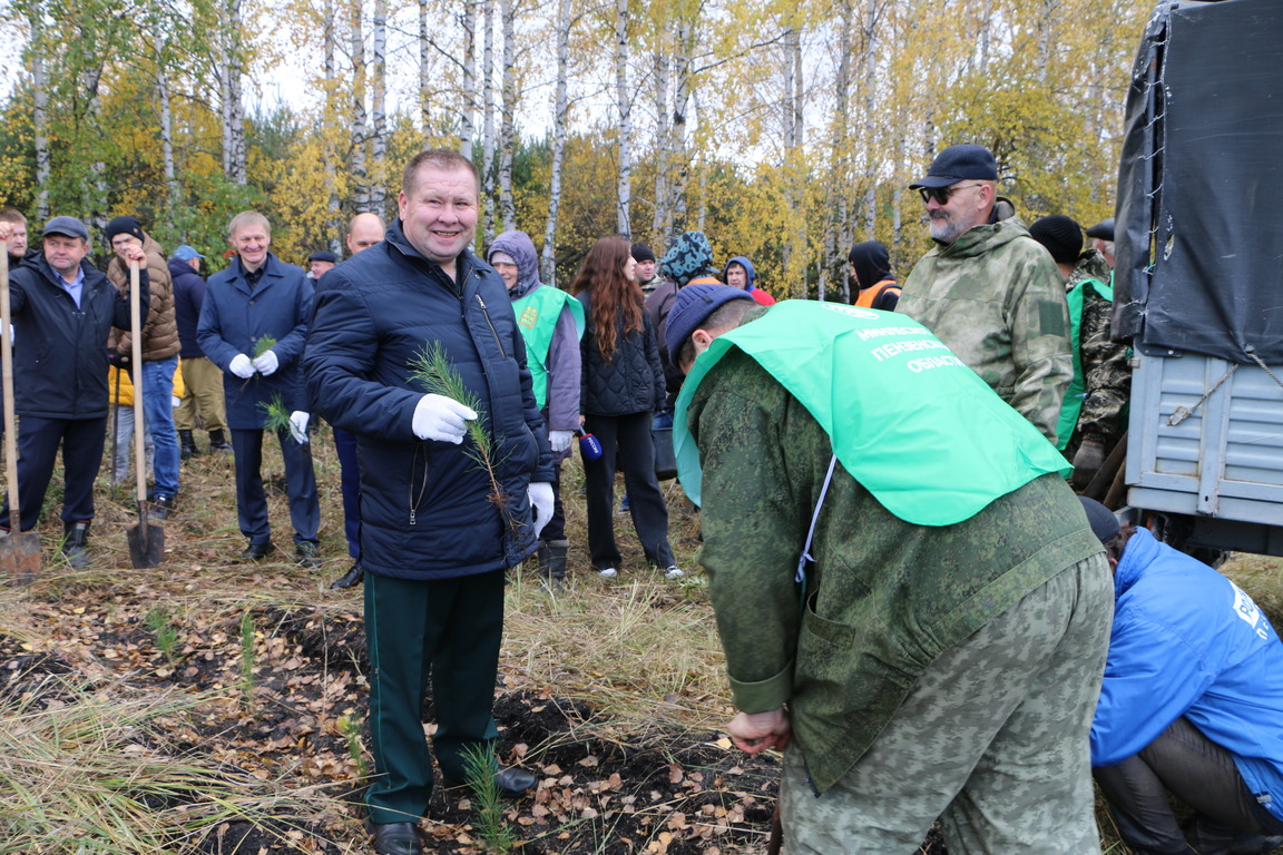 В Исснском районе посадили более 9 тысяч сосен | 14.10.2022 | Пенза -  БезФормата