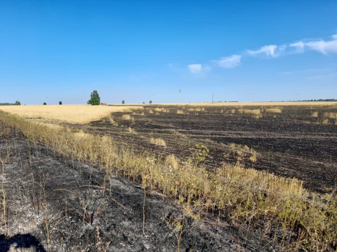 В Пензенской области выгорело пшеничное поле | 15.08.2022 | Пенза -  БезФормата