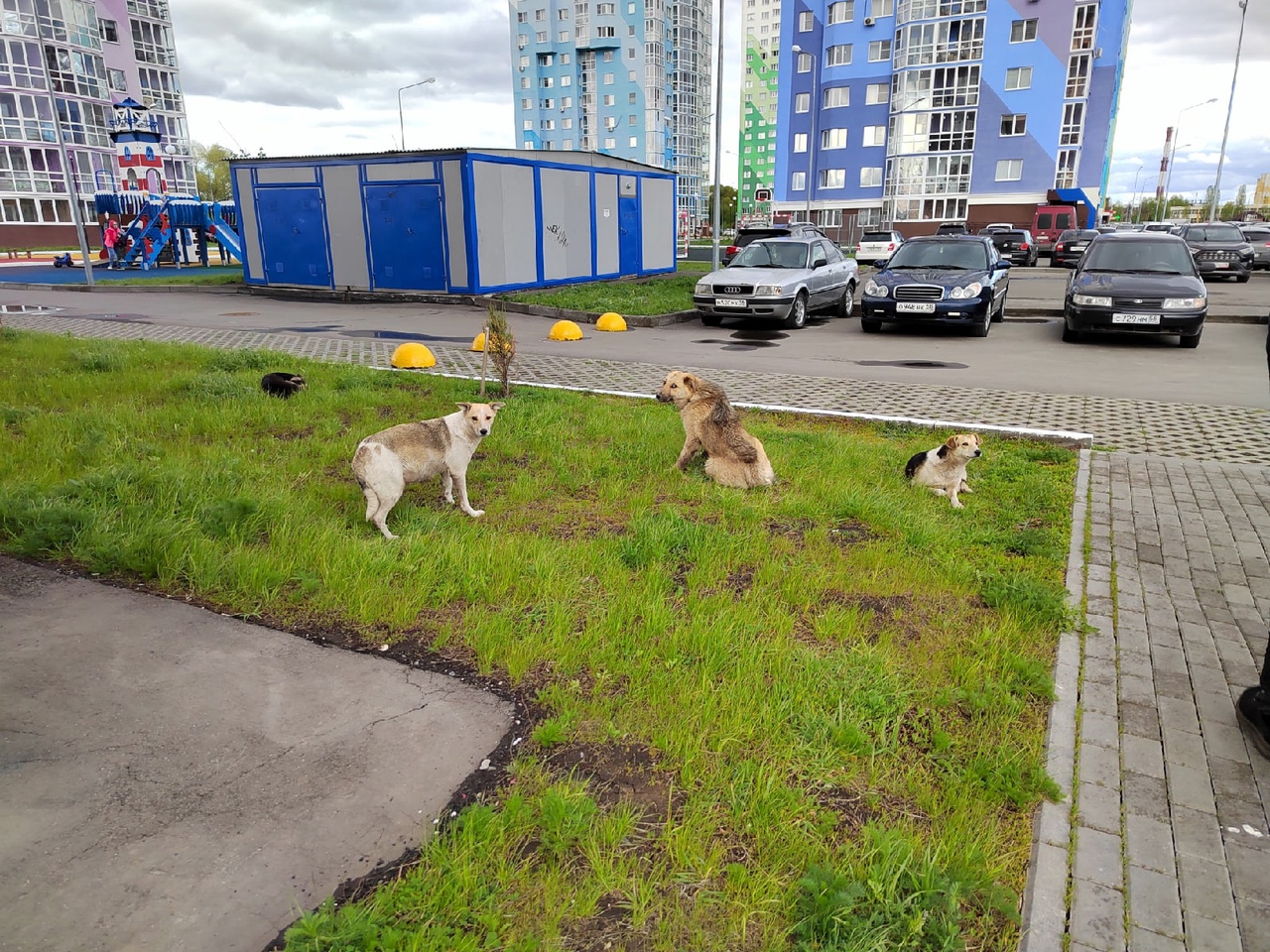 Фото Собак В Пензе