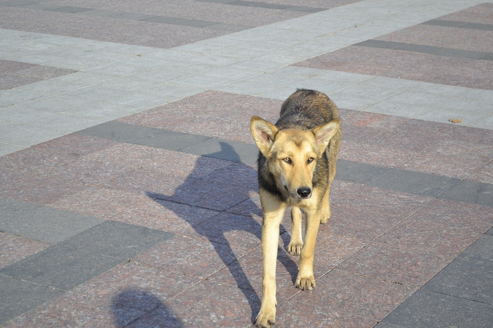В Пензенской области бездомные собаки напали на школьника.