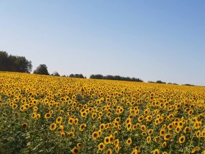 Пензенские аграрии самые богатые в ПФО