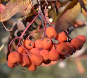 Ольга Чистякова приняла участие в областном субботнике