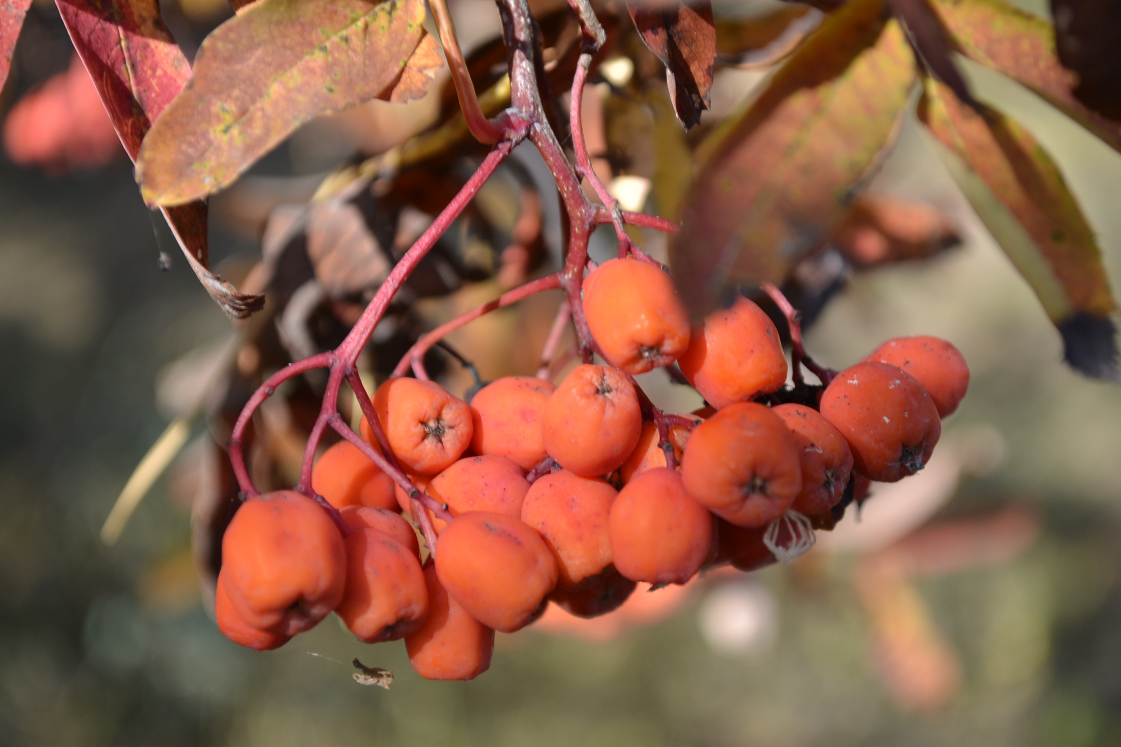 Ольга Чистякова приняла участие в областном субботнике