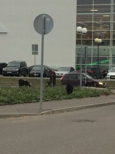 Пенза — город контрастов: пенсионерка пасет коз рядом с крупными гипермаркетами