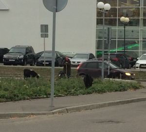 Пенза — город контрастов: пенсионерка пасет коз рядом с крупными гипермаркетами