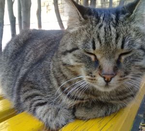 Пензенские котики и осень: публикуем видеоподборку, присланную нашим читателем