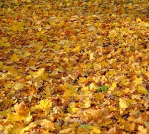 Золотая осень в Пензенской области