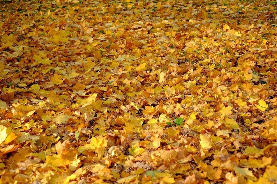 Золотая осень в Пензенской области