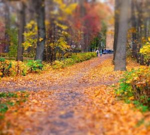 Парк Белинского закупил пиломатериалы из сосны на 139 тысяч рублей