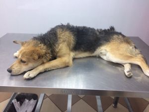 Фонд помощи бездомным животным снова просит денег на собаку-инвалида