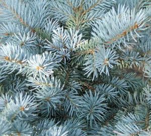 Пензенский губернатор подарил городу 100 серебристых елей