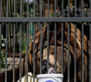 Пензенскую медведицу хотели застрелить, но спасители нашлись в Минске