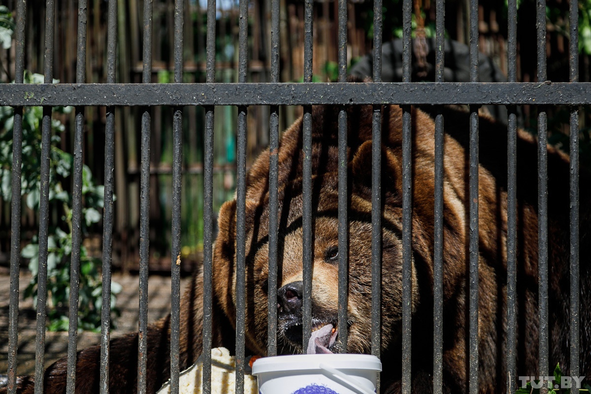 Пензенскую медведицу хотели застрелить, но спасители нашлись в Минске