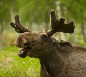 Через центральное КПП и с песней! В Заречный вернулись депортированные лоси
