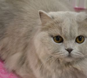 Усатый корпоратив: в Пензе состоялась международная выставка кошек