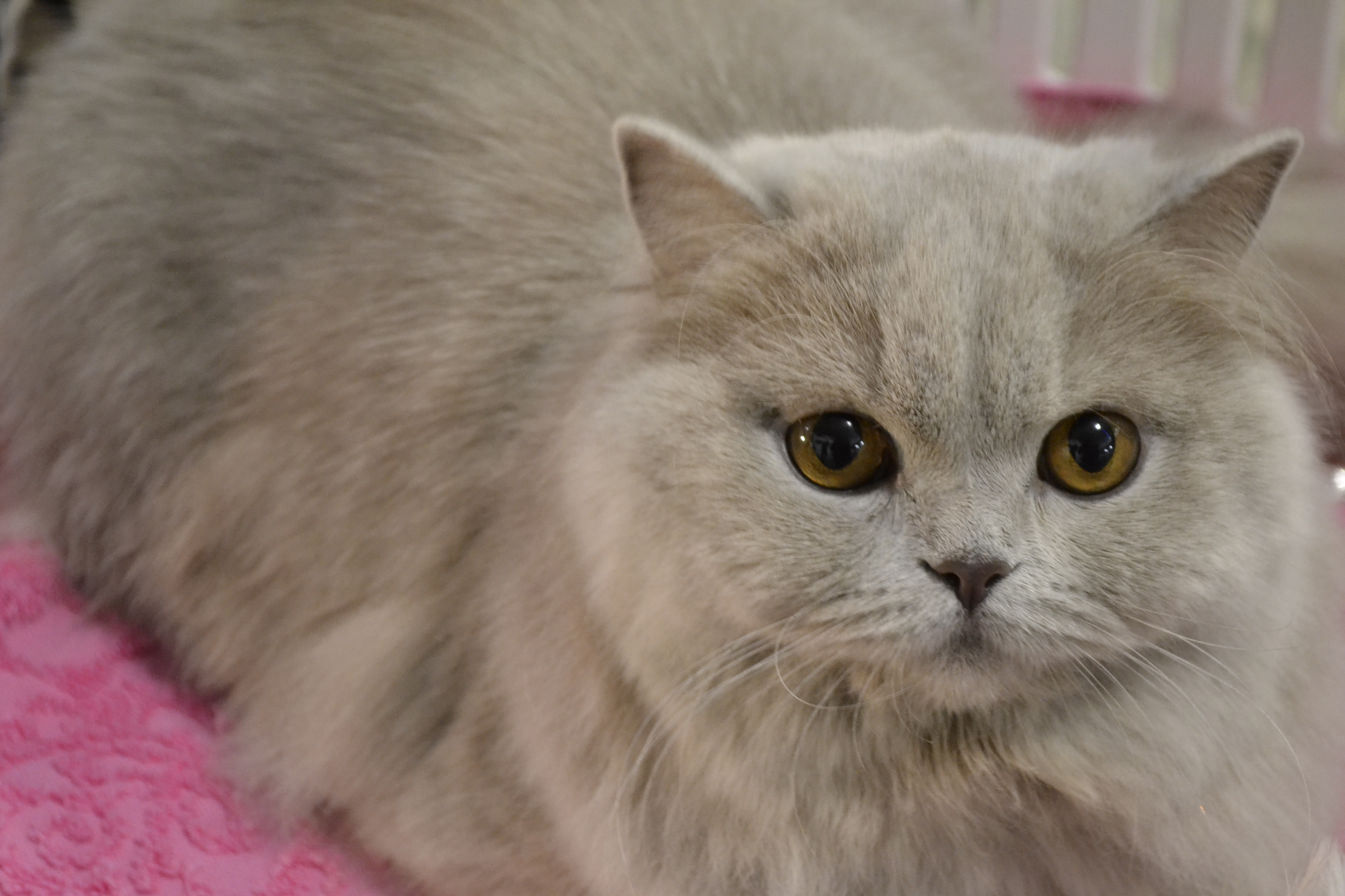 Усатый корпоратив: в Пензе состоялась международная выставка кошек