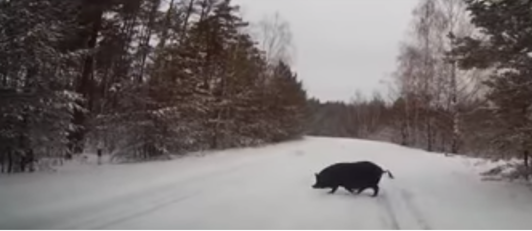 В Пензенской области дорогу автолюбителю преградил кабан