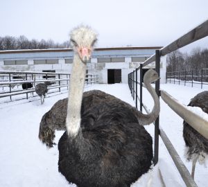 Страусы и верблюды в заснеженной Пензе: фоторепортаж