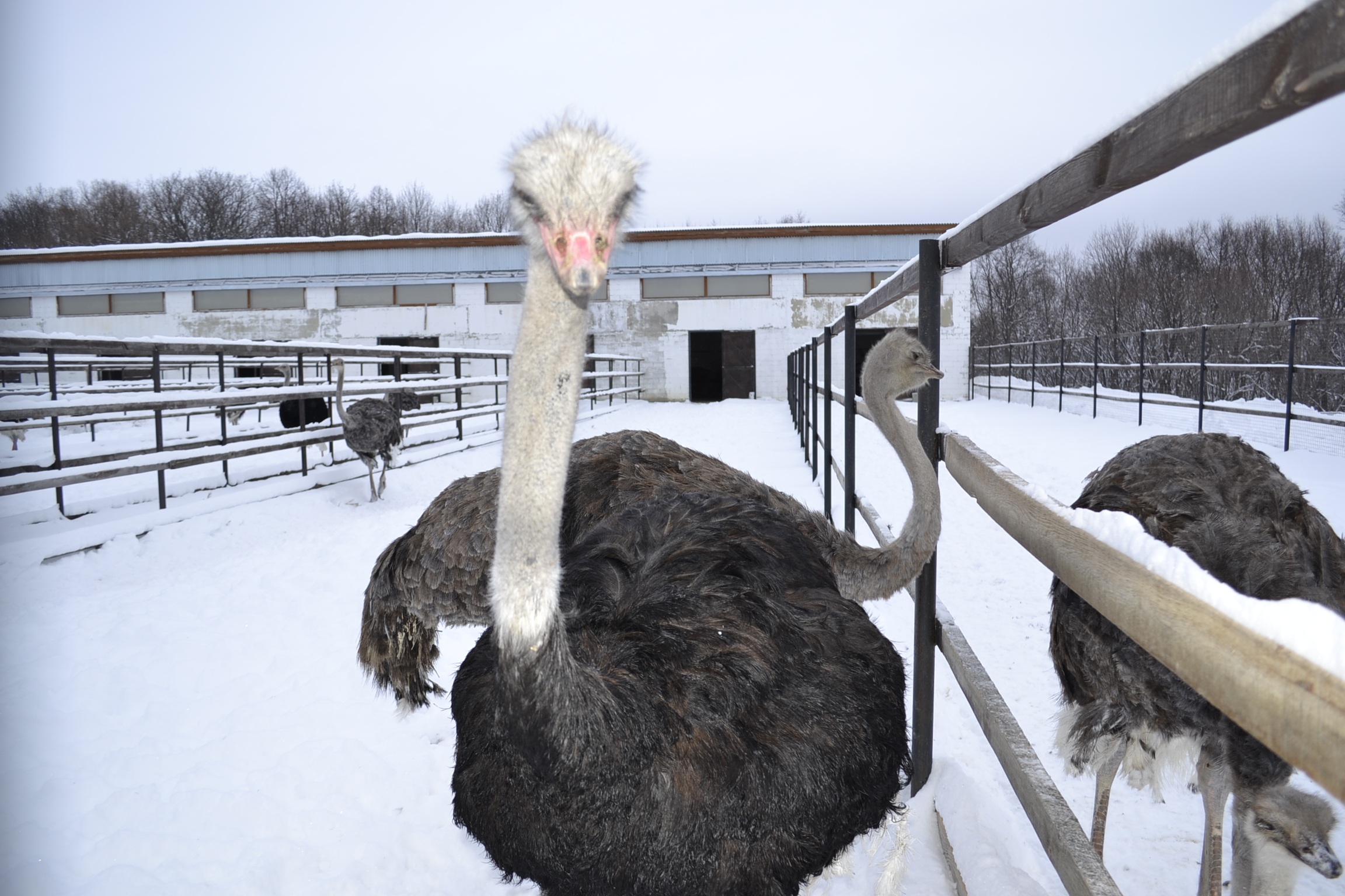 Страусы и верблюды в заснеженной Пензе: фоторепортаж