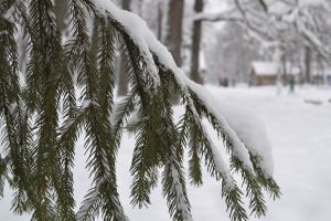 Обильные снегопады обеспечат хороший урожай озимых в Поволжье