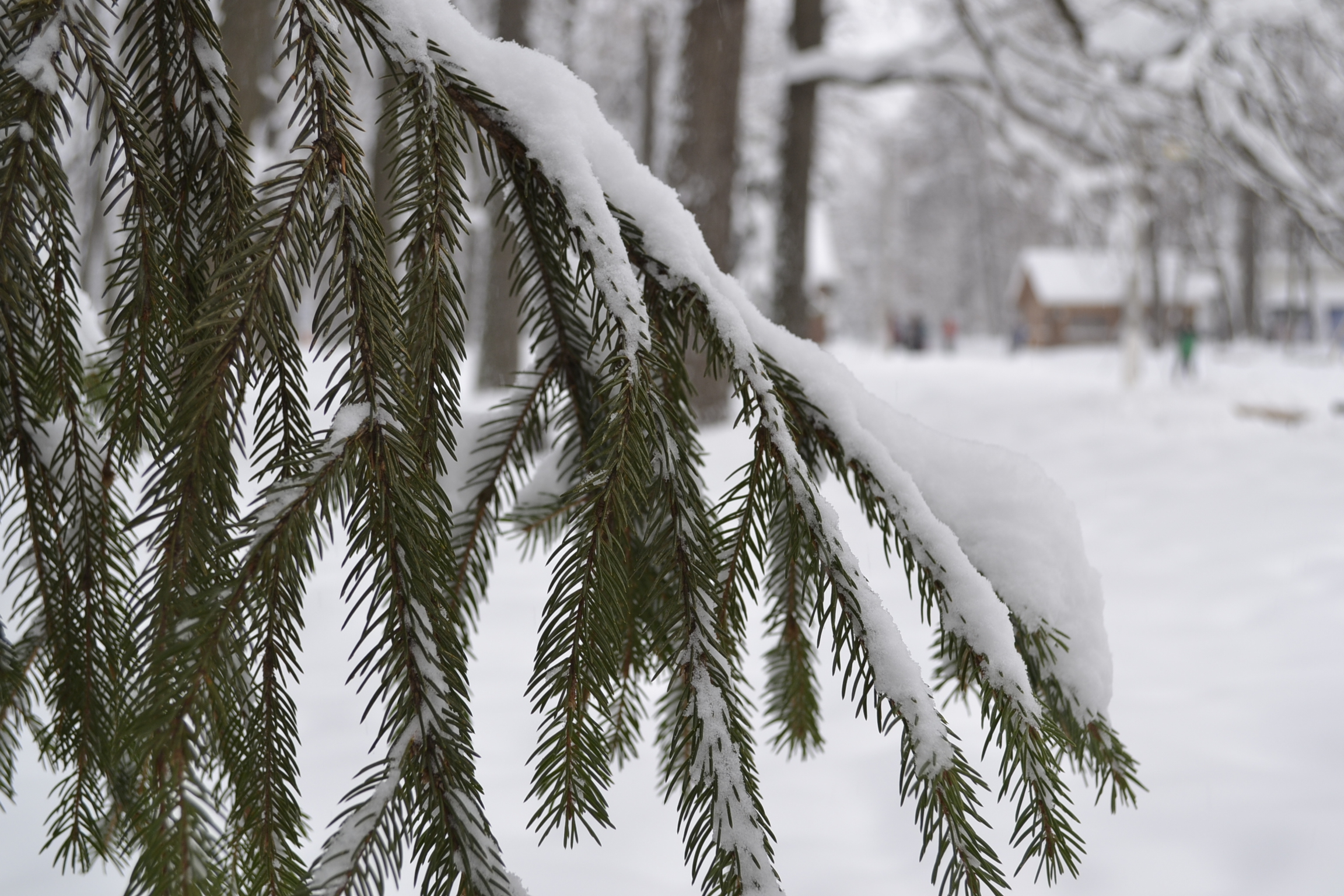 Обильные снегопады обеспечат хороший урожай озимых в Поволжье