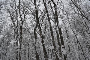 Новогоднее чудо в Сердобске: двоих заблудившихся в лесу удалось найти живыми и здоровыми
