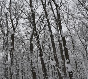 Новогоднее чудо в Сердобске: двоих заблудившихся в лесу удалось найти живыми и здоровыми