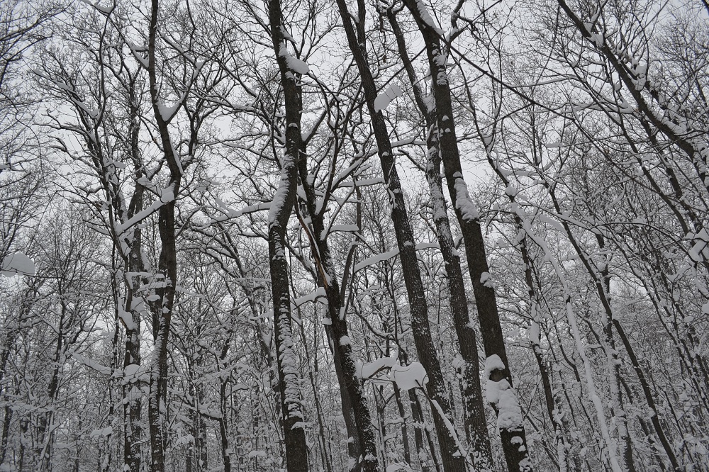 Новогоднее чудо в Сердобске: двоих заблудившихся в лесу удалось найти живыми и здоровыми