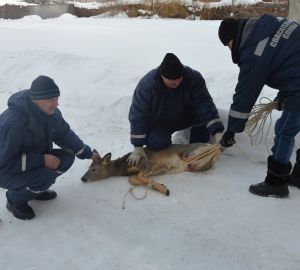 В Кузнецке на центральной улице города поймали косулю