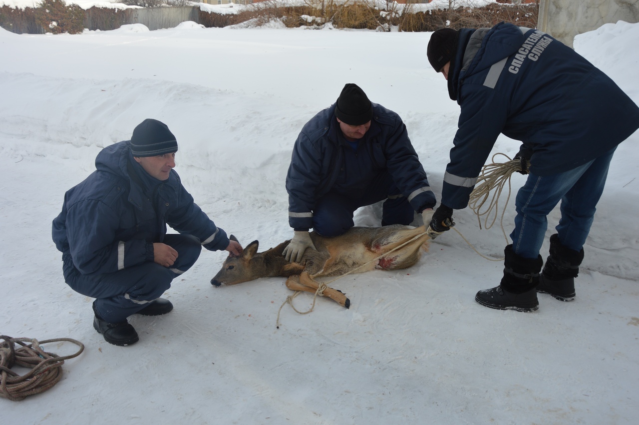 В Кузнецке на центральной улице города поймали косулю