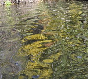В реке Пенза нашли тело неизвестного мужчины
