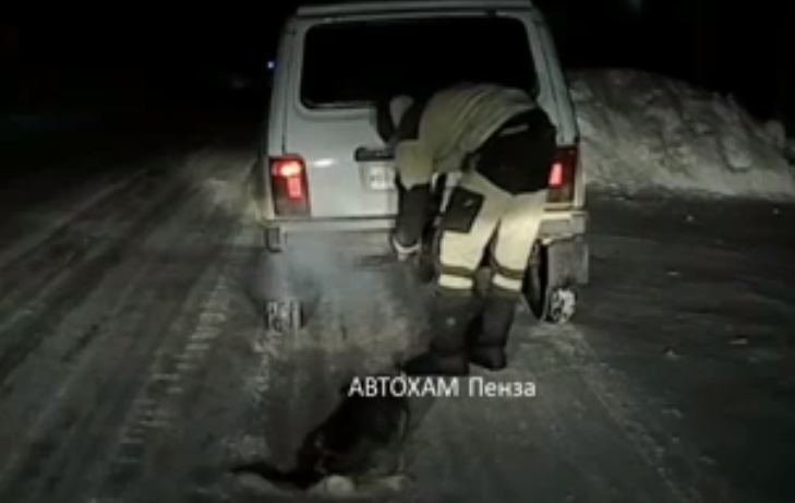 Живодеры, замучившие пса в Бессоновке, ответят по уголовной статье