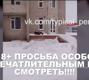 В Засечном стая собак растерзала кошку и напала на ребенка