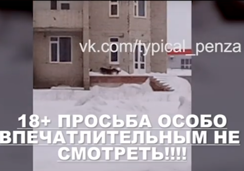 В Засечном стая собак растерзала кошку и напала на ребенка