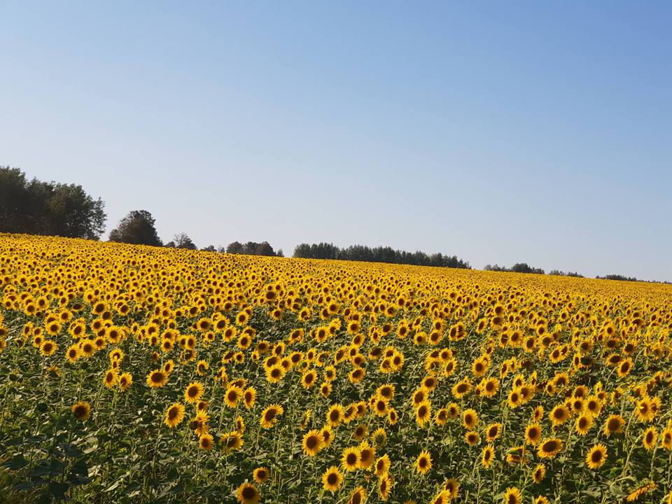 Итоги инвестпослания: пензенских фермеров объединят в кооперативы и разработают эко-бренды