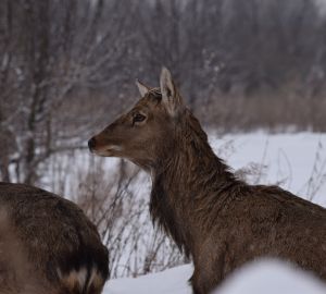 Зверей в пензенских лесах выследили и посчитали