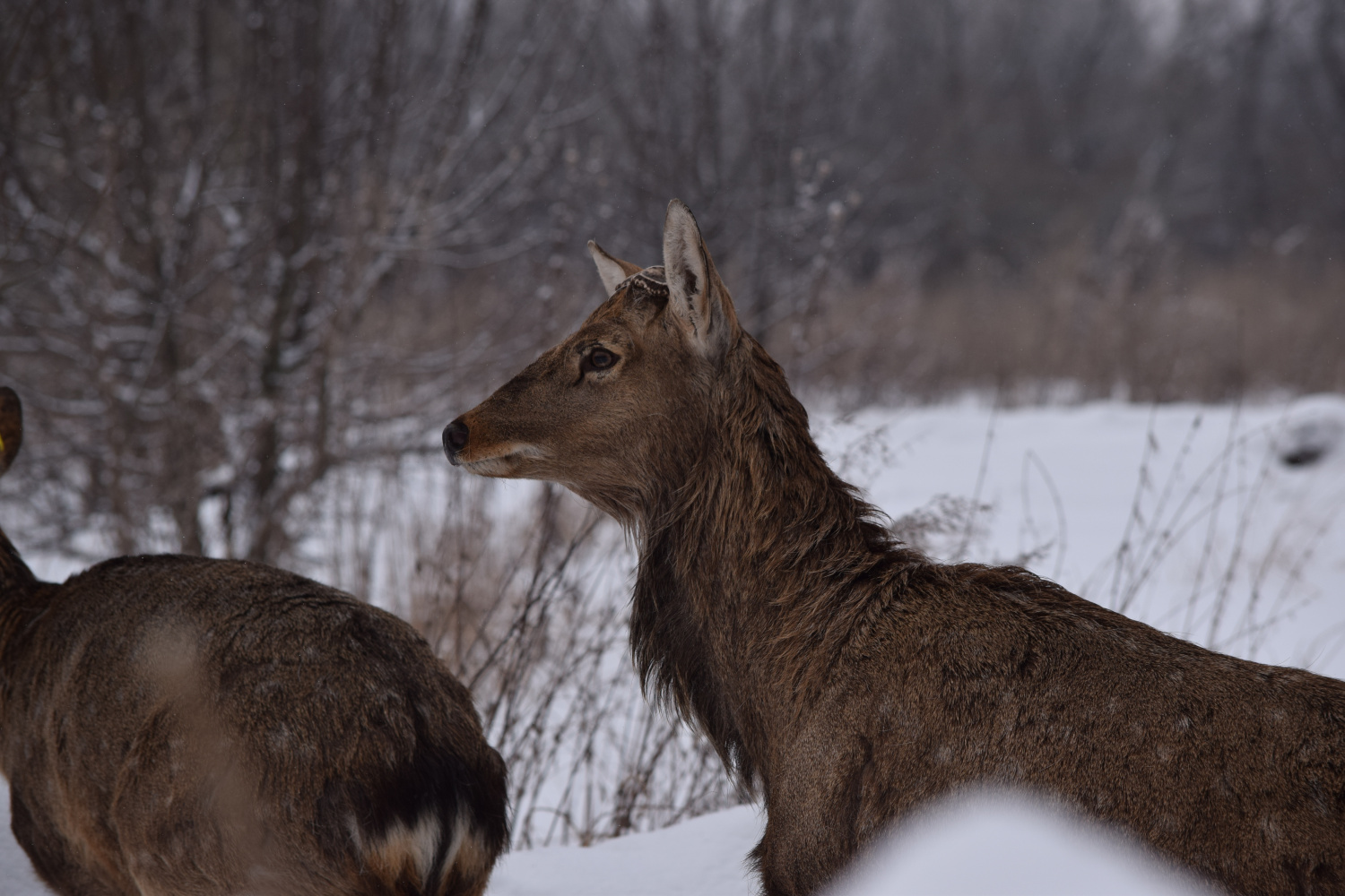 Зверей в пензенских лесах выследили и посчитали