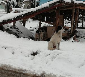 Пензенцы пожаловались на свору собак возле детсада на Шуисте