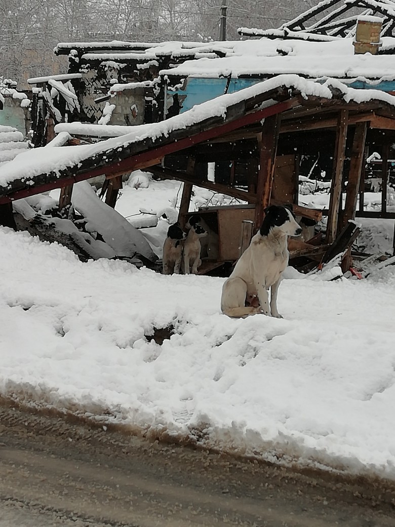 Пензенцы пожаловались на свору собак возле детсада на Шуисте