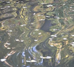 Грозит ли Пензе сильный паводок?