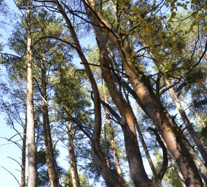 В Пензе озвучили стоимость проезда на дачных автобусах