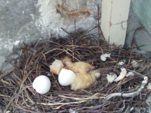 Жительница Кузнецка 8 марта стала свидетельницей удивительного события