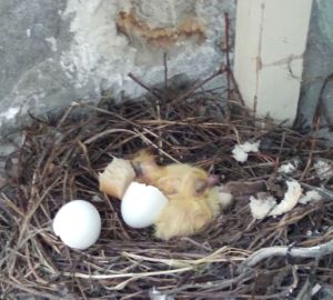 Жительница Кузнецка 8 марта стала свидетельницей удивительного события