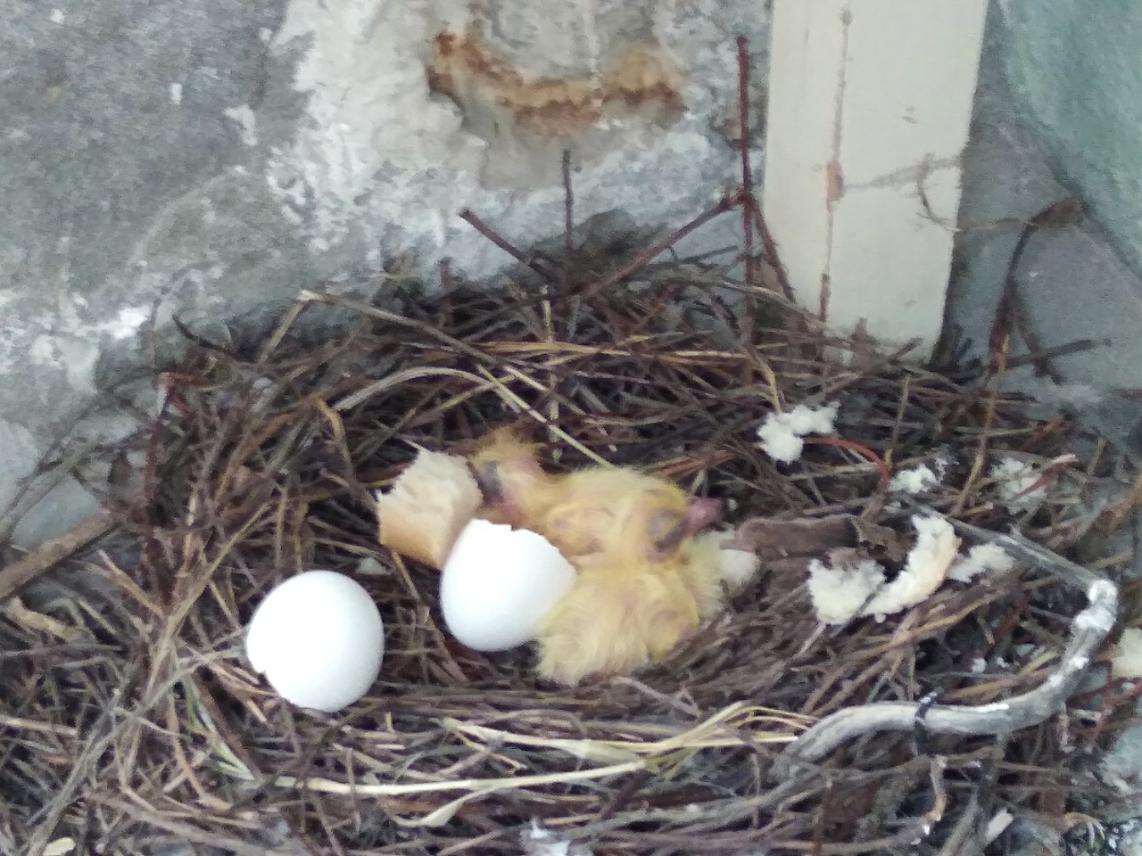 Жительница Кузнецка 8 марта стала свидетельницей удивительного события