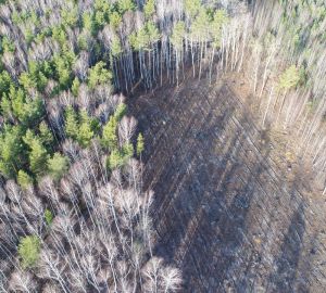 Расследование по делу экс-замминистра Минлесхоза Пензенской области завершено